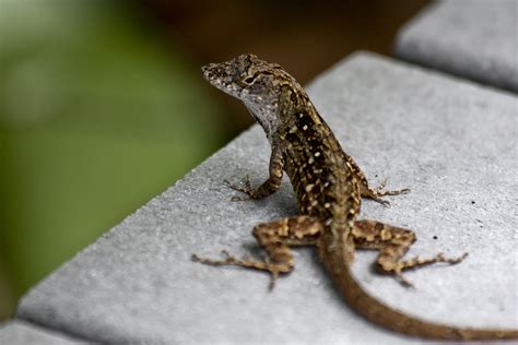 Florida Lizard Florida Lizard By Abehrens Flickr Photo Sharing
