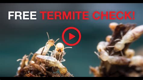 How To Keep Your Home Safe From Termites Free Termite Check Hitman