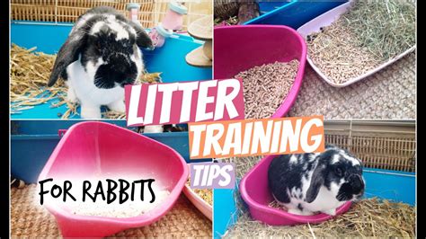 Litter Training Tips For Rabbits Rosiebunneh Youtube