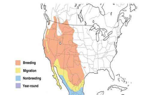 Orioles In California 3 Species W Range Maps Unianimal