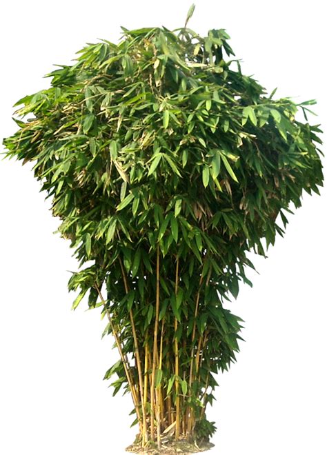 Bamboo Png All Png All