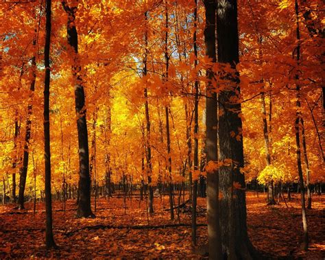 Floresta Laranja Papel De Parede Da Paisagem De Outono Visualização