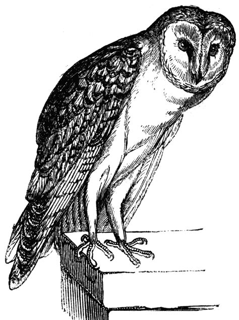 Clipart Barn Owl