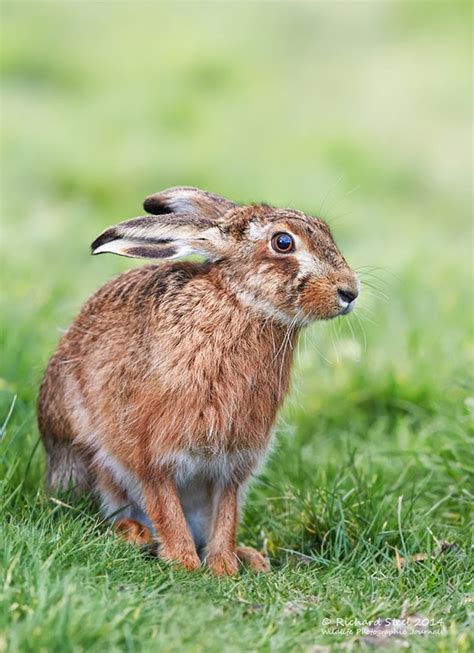 Wildlife Photographic Journals Relaxed Spring Hares