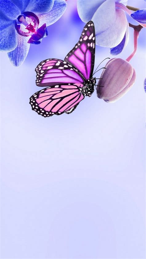 Purple Butterfly Phone Wallpapers Top Free Purple Butterfly Phone