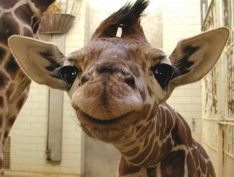 Silly Giraffe Says Ohai Cute Animals Happy Animals Animals Beautiful