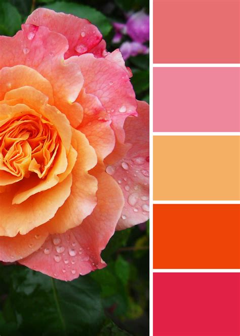 Peach pink rose palette | Color schemes colour palettes, Color schemes, Rose color
