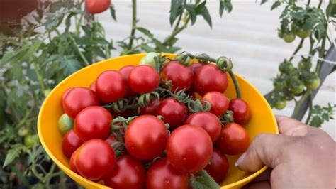 Colheita De Tomate Em Vasoveja Essa Super Dica De Cuidado Com Seu