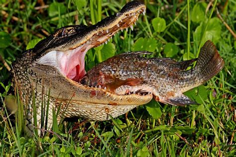 Alligator Eating Fish Photograph By Ira Runyan Pixels