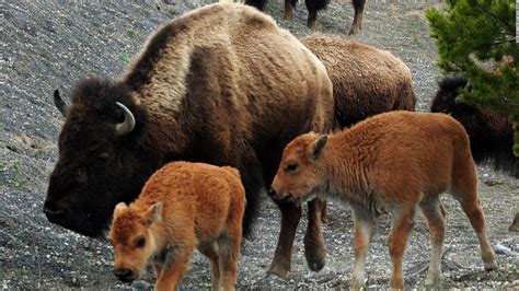 Utah Pure Bison Herd May Be Key To Conserving Species Cnn