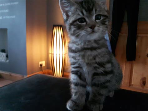 I am now looking for my forever. Grey bengal cross kitten for sale | Verwood, Dorset ...