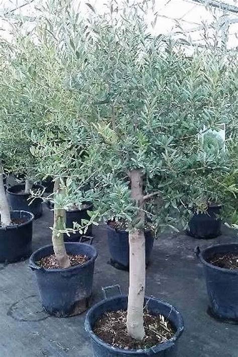 Olive Trees for Sale UK - Paramount Plants and Gardens