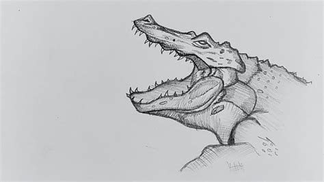 Alligator Head Drawing