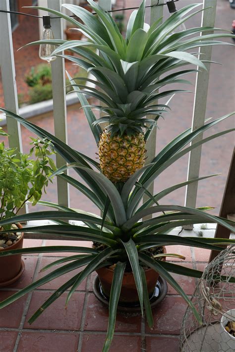 Porch Potted Pineapple I Grew Rmildlyinteresting