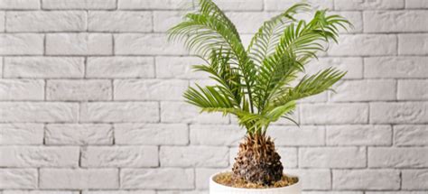 How To Transplant A Palm Tree