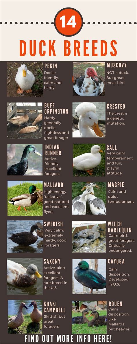 If you are going to raise meat ducks in a backyard or small. Duck Breeds: 14 Breeds YOU Could Own and Their Facts at a ...