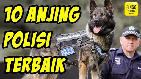 Keren Banget 10 Jenis Anjing Polisi Yang Paling Bisa Diandalkan Youtube