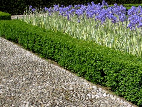 Box Hedging Plant Help And Advice More Grasslands