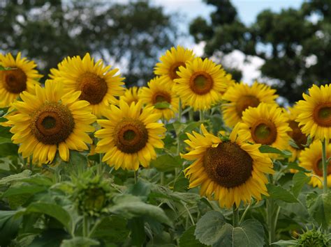 1000 Words: Essay #67: Summer sunflowers