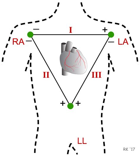 Cv Physiology Electrocardiogram Standard Limb Leads