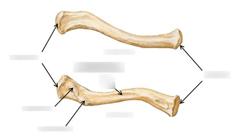 Clavicle Bone Structures Diagram Quizlet