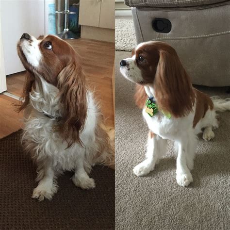 Before And After My Cavaliers Hair Cut King Charles Cavalier