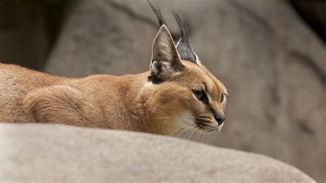 Wallpaper Caracal Wild Cat Walking Hd Picture Image
