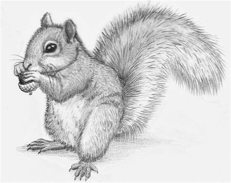 Line art drawings of animals. Squirrel … (With images) | Pencil drawings of animals ...