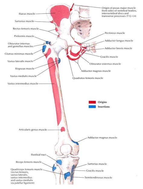 The Pelvis Muscles That Support The Lower Body