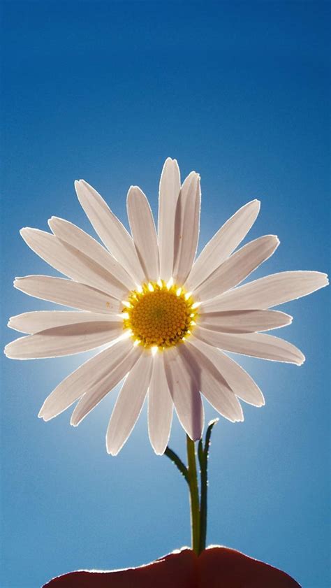 Daisy Flower Iphone Wallpapers Free Download