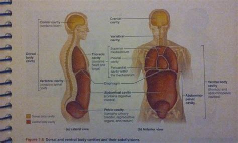 Organs In The Body Cavities Print Exercise 1 The Language Of Anatomy