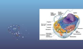 •in the cytoplasm the organelles can move inside a cell freely like the motherboard in a computer lets certain parts move around the cytoplasm in a cell is like the motherboard in a computer. Cell analogy project: An animal cell is like a restaurant ...