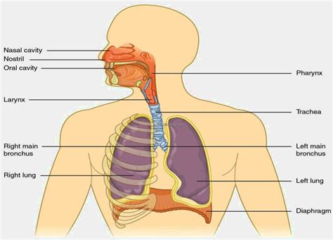 Respiratory System Diagram Bing Images