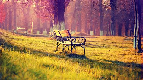 Wooden Park Bench On Green Grass In Park Hd Nature Wallpapers Hd