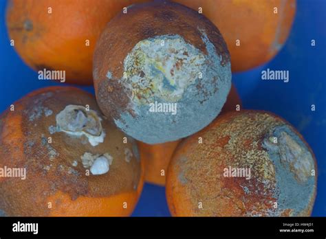Rotten Oranges In A Fruit Bowl Stock Photo Alamy