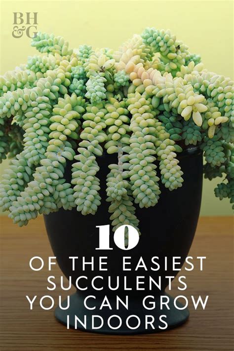 Succulents Have Become Super Popular Over The Last Few Years And For Good Reason There Are