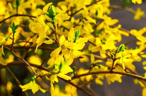 Propagating Forsythia Plants - How To Grow Forsythia From ...