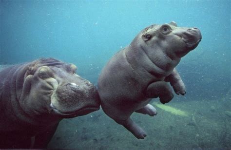 20 Fotografías De Bebés De Hipopótamo Que Te Arrancarán Una Sonrisa