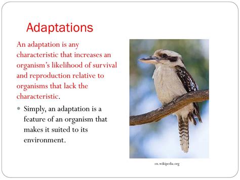 Ppt Adaptations In Organisms Powerpoint Presentation