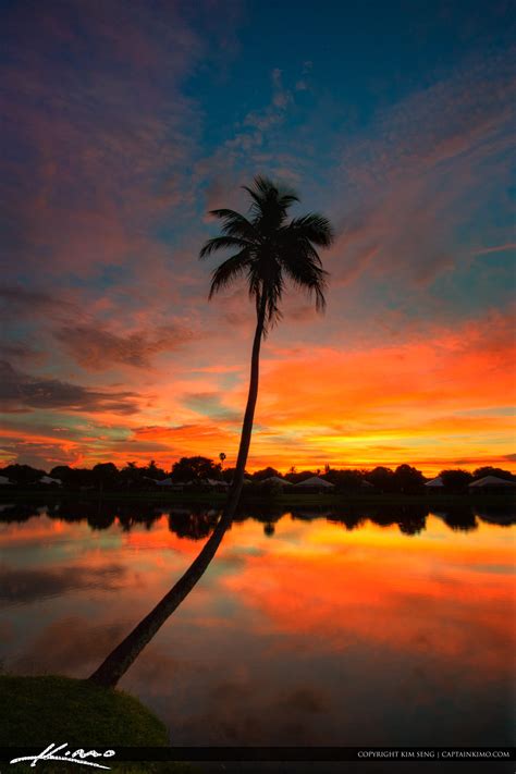 Coconut Tree Palm Beach Gardens Real Estate