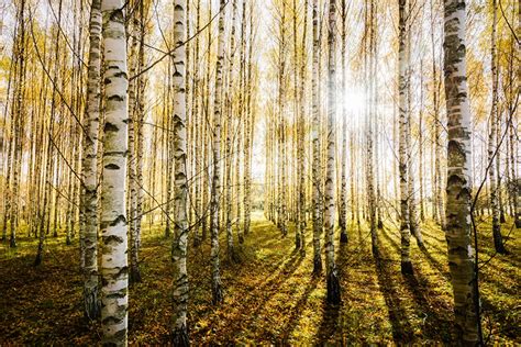 Desktop Wallpapers Birch Nature Forests Trunk Tree Trees