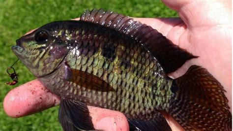 New Invasive Invades Floridas Waters Fish And Wildlife