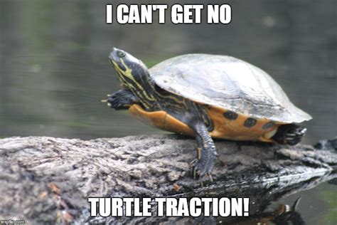 Turtle Meme Memes And S Imgflip