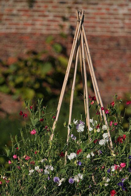 Sweet Peas Pea Trellis Peas Trellis Flower Garden Design