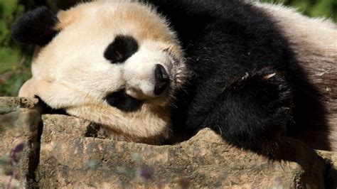 New Study Exposes Panda Sweet Tooth