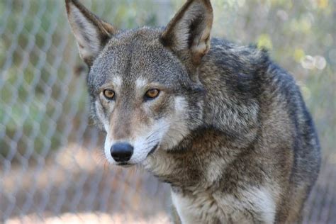 10 Incredible Red Wolf Facts Wikipedia Point