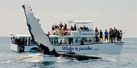 Half Day Whale Watching Dept Brisbane Whale Watch Tour Bookings