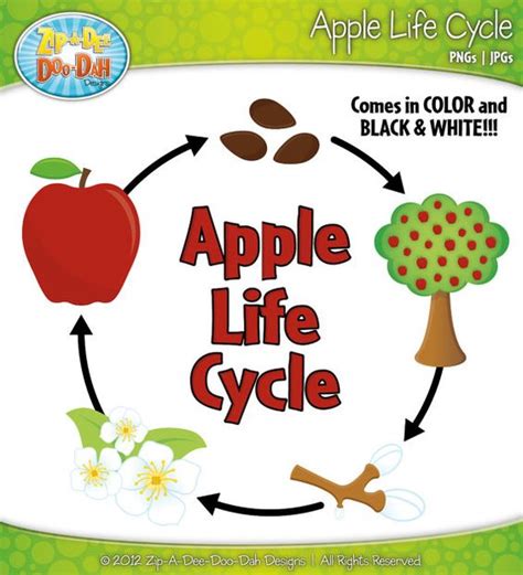 Due to this worksheet, your child's love of nature will improve and also he/ she can gain cognitive skills because there are using both left lobe and right lobe. Apple Life Cycle Clipart Set Includes 18 by ZipADeeDooDahDesign, $5.00 | ebv | Pinterest ...