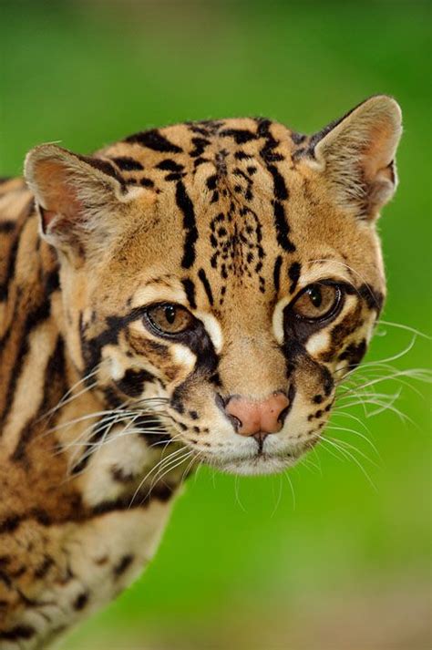 The domestic cat is unlike the rest of these cats, because its evolution is almost strictly because of artificial selection by humans. Ocelot | Small wild cats, Wild cat species, Wild cats