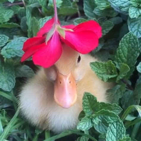 A Duckling Is Peeking Out From Behind Some Flowers